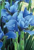 blue iris